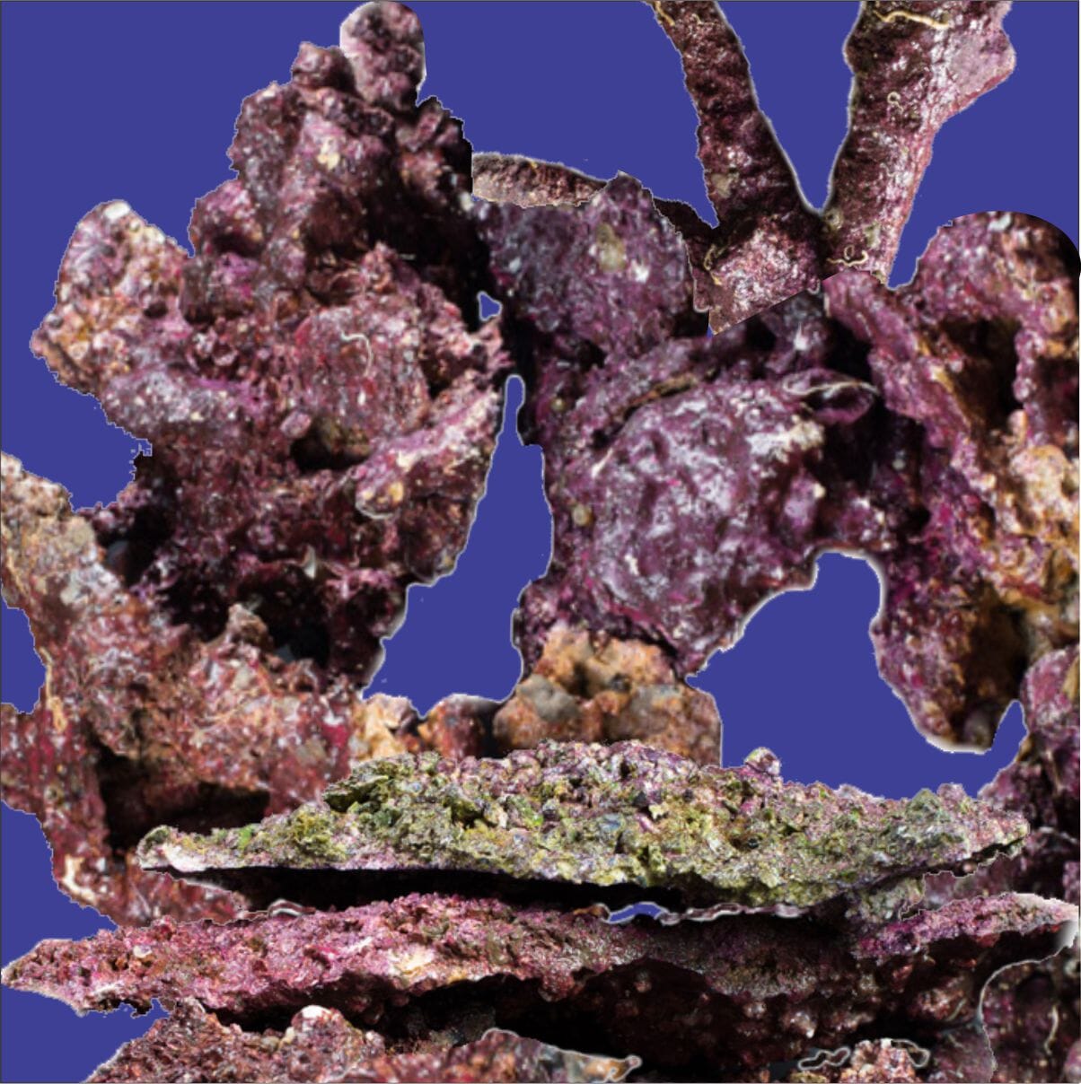 Saltwater Live Rocks | Order Real Reef Saltwater Aquarium Live