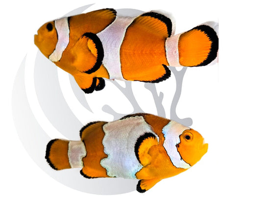 Snowflake & Orange Ocellaris