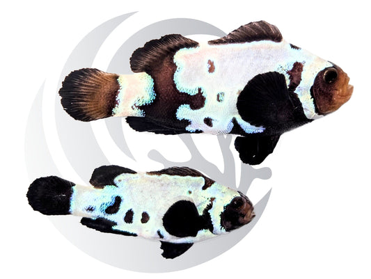 Black Snowflake with Bulletholes Clownfish Captive Bred WYSIWYG Pair