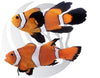 Orange Longfin Clownfish Captive Bred