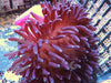 Purple Long Tentacle Anemone