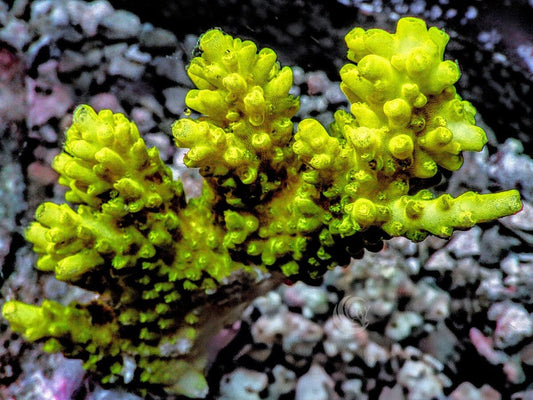 Chunky Canary Acropora