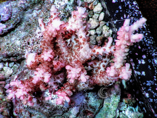 Chunky Pink tip Table Acropora