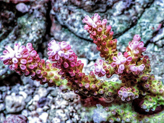 Chunky Strawberry Shortcake Acropora