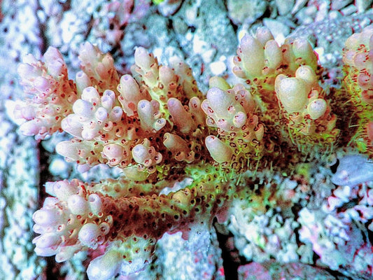 Chunky Lemon-Lime Table Acropora