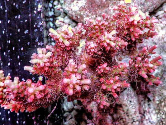 Chunky Fuzzy Red-Pink Acropora