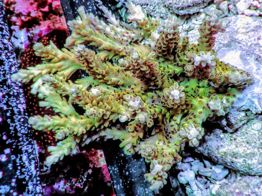 Chunky Green Table Acropora