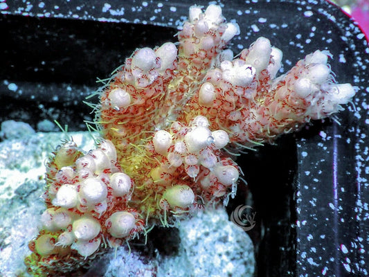 Chunky Pink tip Fuzzy Yellow Table Acropora