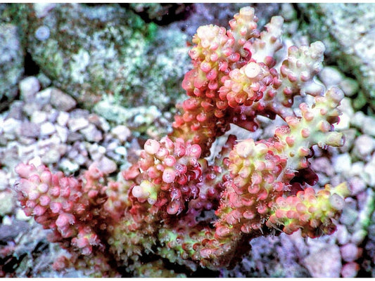 Chunky Strawberry Shortcake Acropora