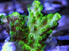 Neon Polyp Green Acropora
