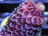 Thick Red Acropora