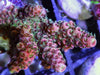 Red Hairy Acropora 
