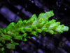 Green Staghorn Acropora