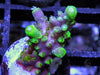 Green tip Violet Acropora