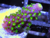 Neon Polyp Purple Acropora