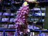 Purple Staghorn Acropora