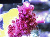 Red Table Acropora