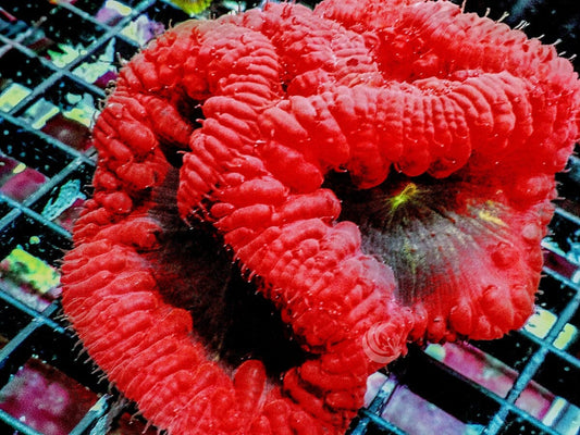 Fluffy Red Blastomussa wellsi