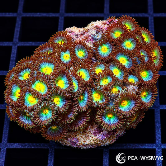 Cocoa Daisies Zoanthids Zoanthus sp. WYSIWYG coral with bright yellow-green centers, turquoise-blue rings, and deep cocoa-brown tentacle skirts