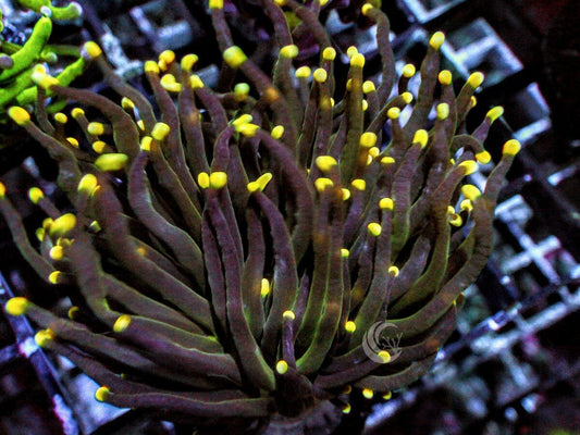 Yellow-Gold tip Torch
