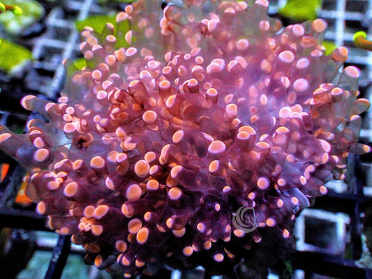 Red Frogspawn