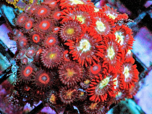 Ultra Combo Zoanthids