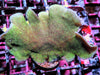 Green Cactus Pavona