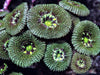 Bicolor Micromussa amakusensis
