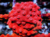 Red Hot Lava Cyphastrea