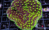 Neon Polyp Scrolling Turbinaria