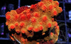 Super Orange-red Cyphastrea