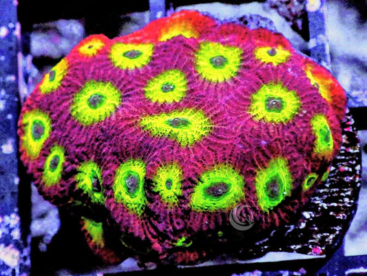 Day Glo Favites
