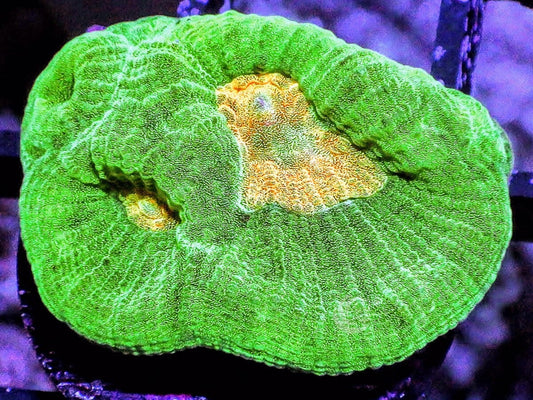 Orange Moon Favia