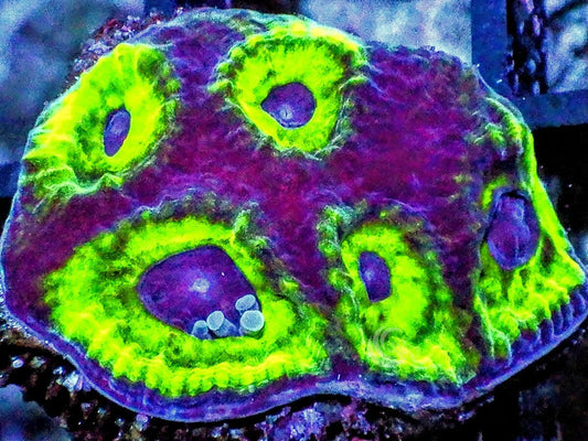 Owl Eye Favia