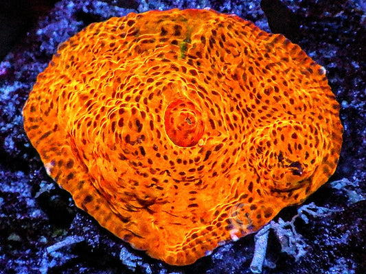 Orange Leopard Chalice