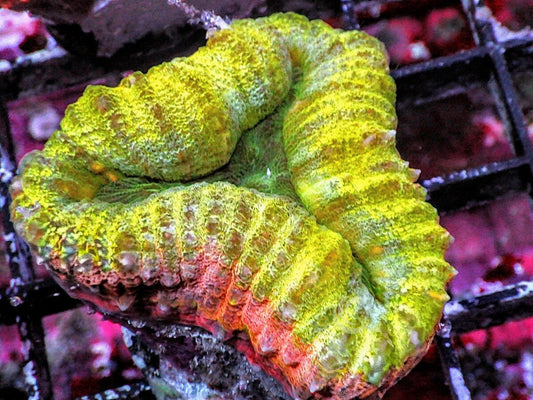 Ultra Lobophyllia