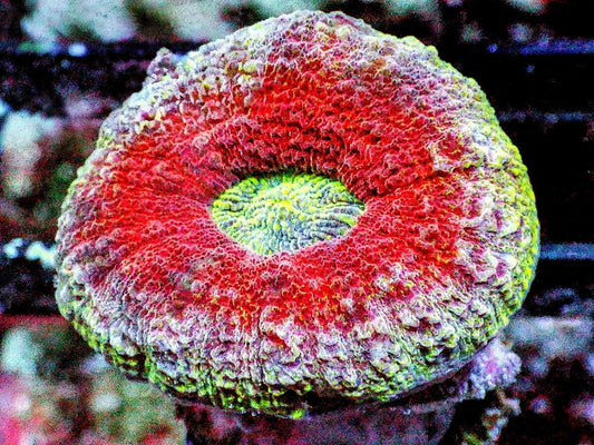 Ultra Lobophyllia