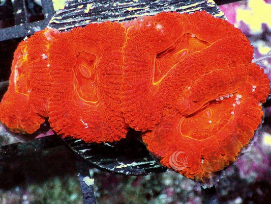 Ultra Acan lordhowensis