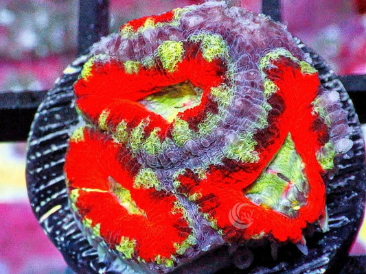 Ultra Acan lordhowensis