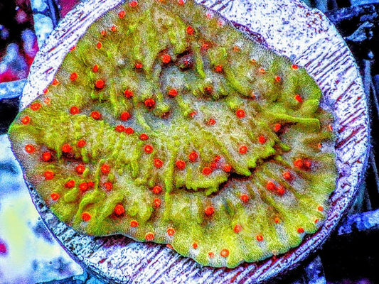 Seasons Greetings Plating Montipora