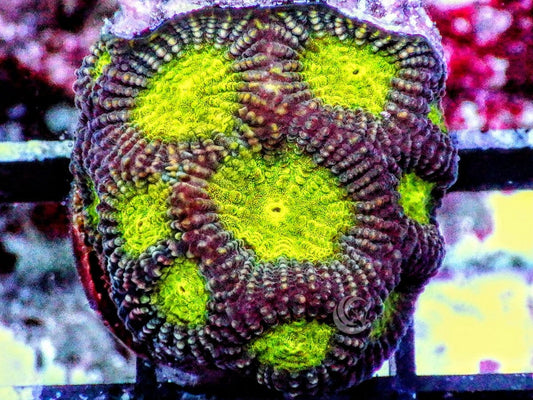 Green Moon Favia