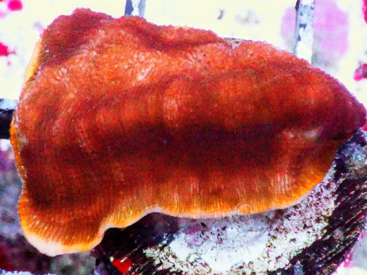 Creme Brulee Leptoseris