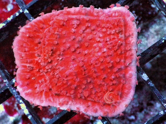 Blood Pool Plating Montipora