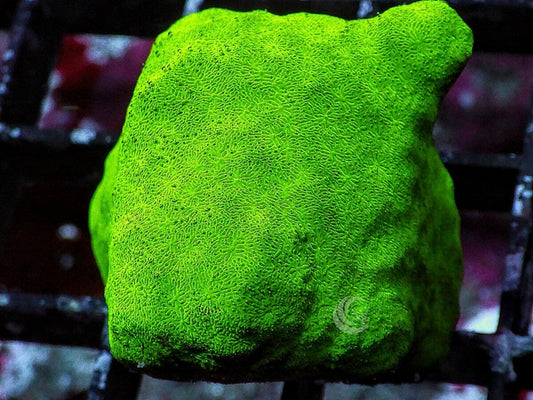 Emerald Psammacora