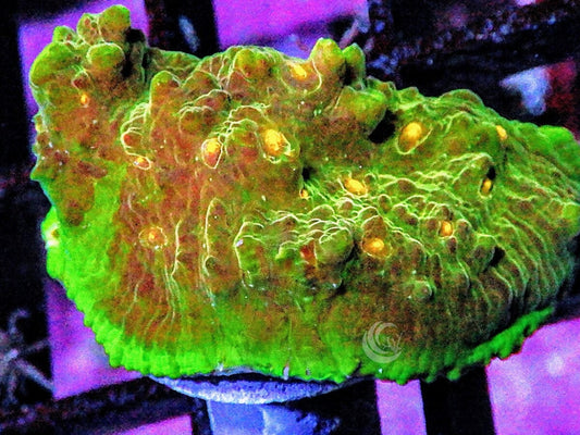 Rare Earth Chalice