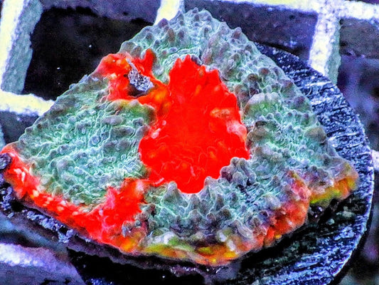 Red Devil Chalice