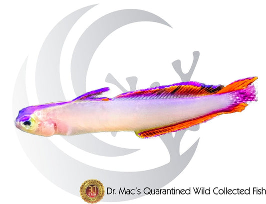 Purple Firefish (Nemateleotris decora) saltwater aquarium fish with white and yellow body, vivid purple fins, elongated dorsal fin, and peaceful reef-safe behavior