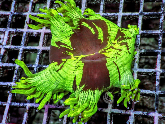 Purple Tip Australian Neon Elegance
