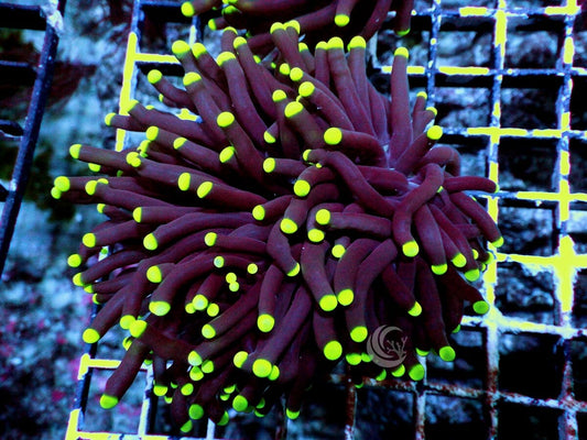 Black Dahlia Torch