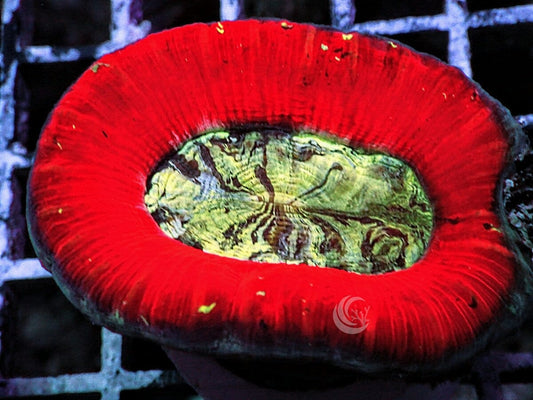 Red Australian Trachyphyllia